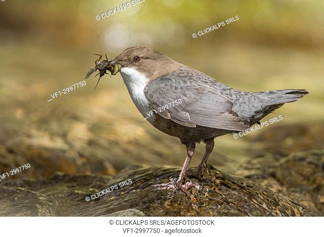 white-throated dipper in the river with cue, Trentino Alto-Adige, Italy