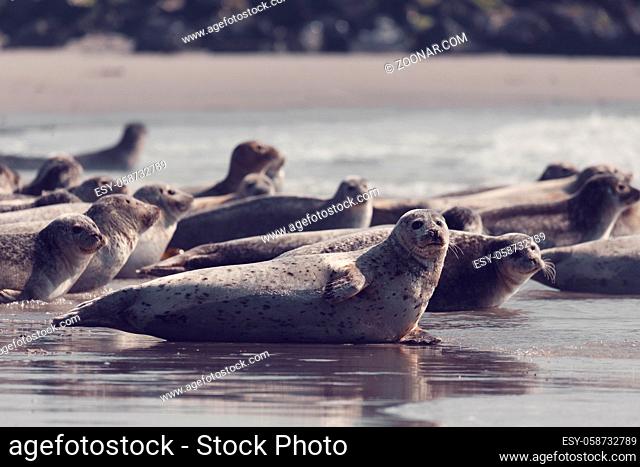 atlantic Harbor seal, Phoca vitulina, at the beach of island Helgoland, Dune, Germany in spring