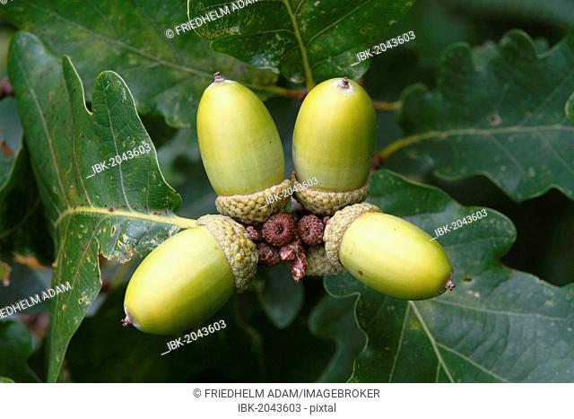 Sessile or Durmast Oak (Quercus petraea, Quercus sessilis), unripe acorn on tree, Neunkirchen, Siegerland, North Rhine-Westphalia, Germany, Europe