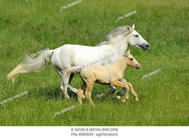 Connemara horse mare with foal running on a paddock