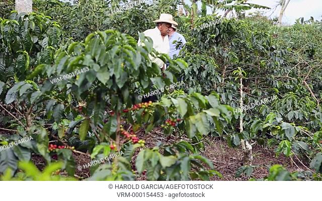 Coffee plantation owners supervising plant growth in the rural area of Huila. Colombia