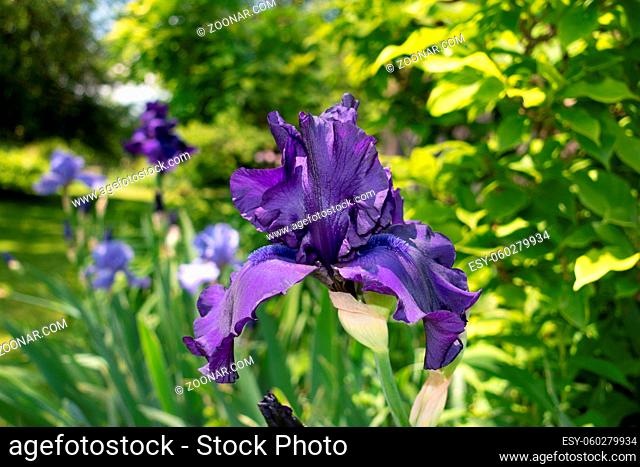 Macro Closeup of blue Bearded iris, Iris Barbata on green blurred background