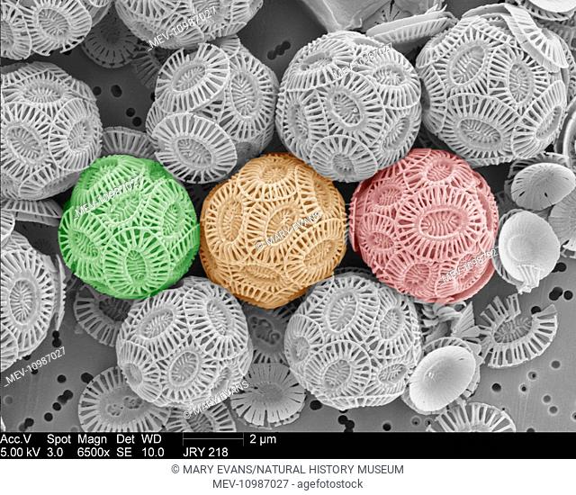 Emiliania huxleyi coccolithophores collected from a bloom in the SW Approaches to the English Channel in June 2004