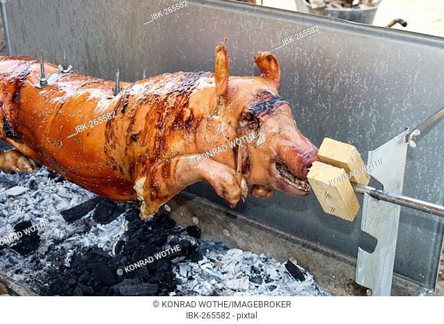 Sucking pig on grill