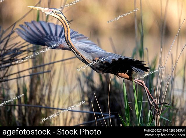 26 April 2020, Baden-Wuerttemberg, Waghäusel: A purple heron flies up from its nest. A small colony of these impressive birds breeds here on the edge of a main...