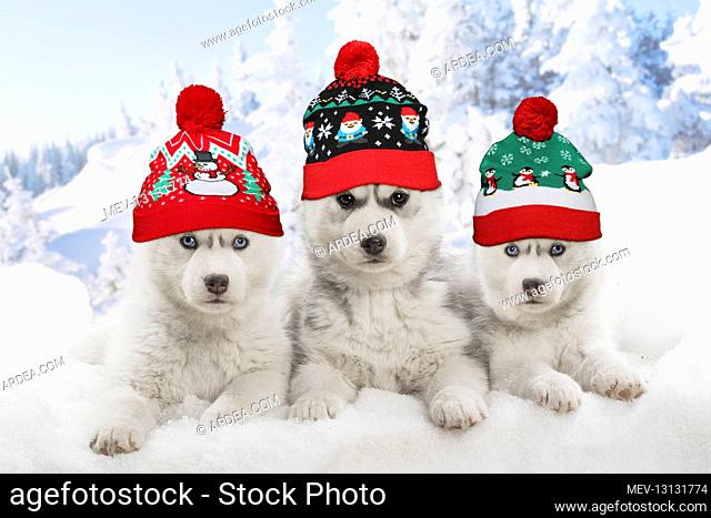Husky puppies in the snow in winter wearing Christmas bobble hats