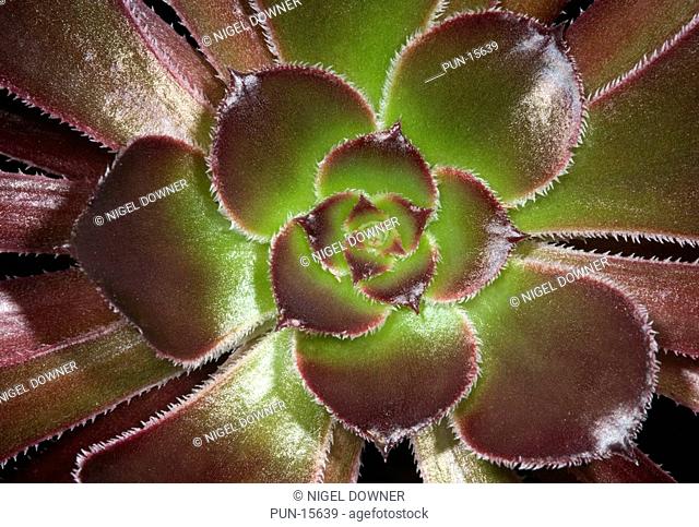 Close-up abstract of the rosette of leaves of Aeonium arboreum 'Zwartkop' growing in Norfolk conservatory