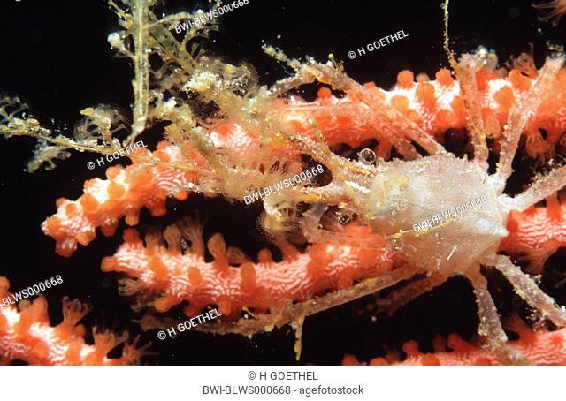 sea spider Hyastenus spec., on coral, Maldives, Indian Ocean, Ellaidhoo
