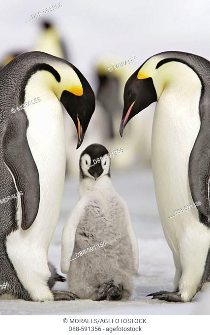 Emperor Penguins (Aptenodytes forsteri). Snow Hill Island. Antarctica