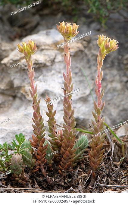 Reflexed Stonecrop Sedum reflexum flowering, Mount Acuto, Balestrino, Savona Province, Liguria, Italy, june