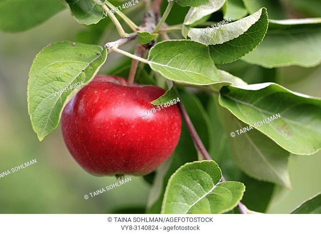 Ripe red apple growing on the apple tree seen close up. Shallow dof