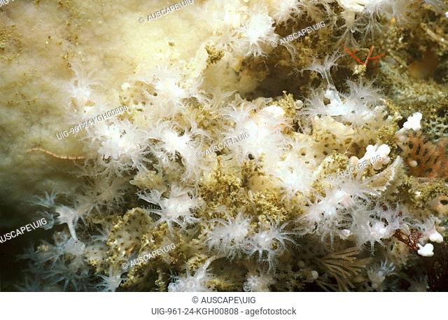 Bramble coral (Family Melithaeidae), with polyps extended to feed, growing on a rock wall. This is an undescribed genus and species of soft coral