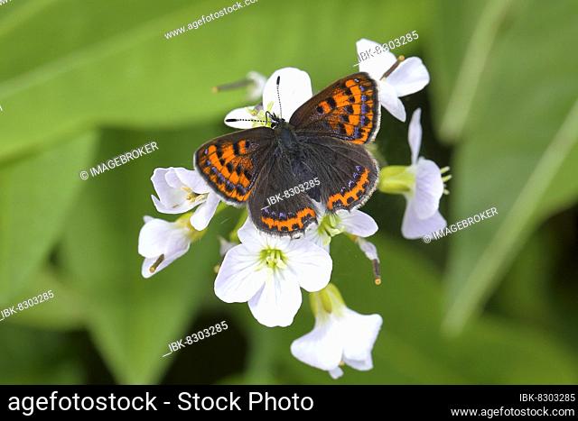 Blue iris fire butterfly (Lycaena helle), female sitting on cuckoo flower (Cardamine pratensis), Red List BRD: 2 (critically endangered), North Rhine-Westphalia