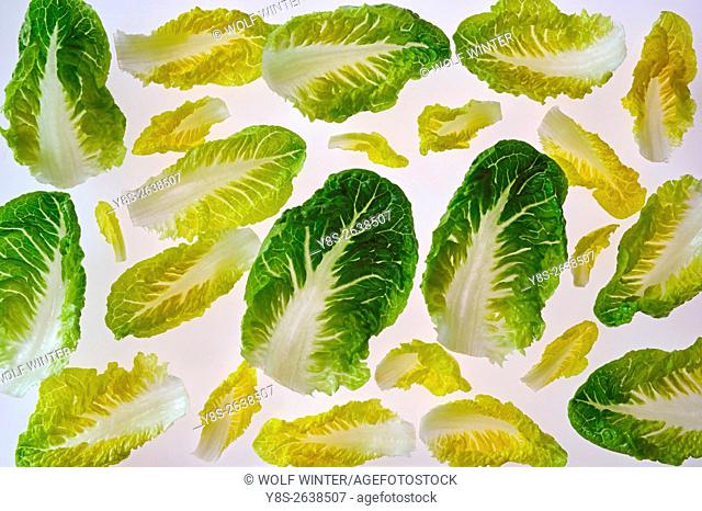 Romana Salad Leaves