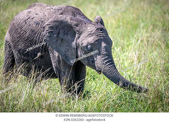 An African bush elephant (Loxodonta africana), aka African savanna elephant walks through the grass in Maasai Mara National Reserve , Kenya