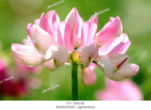 crown vetch, trailing crownvetch, common crown-vetch (Securigera varia, Coronilla varia), inflorescence, Germany