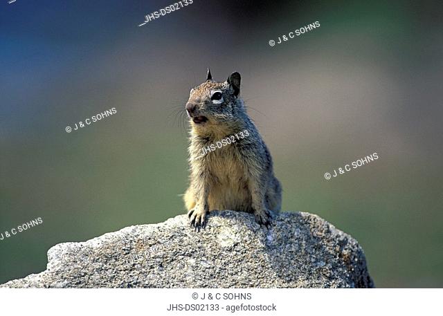 California Ground Squirrel, Citellus beecheyi, Monterey, California, USA, adult on rock