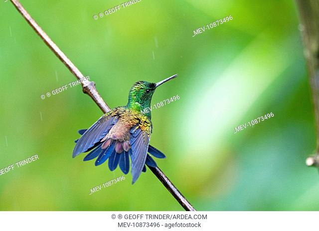 Copper-rumped Hummingbird - on branch wings out bathing in rain (Amazilia tobaci erythronotus). Asa Wright Centre - Trinidad