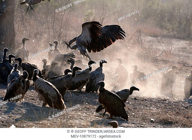 Whitebacked Vulture - group on ground near carcass (Gyps africanus). Sabi Sands Game Reserve - South Africa