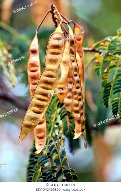 legumes sleep tree silk acacia albizia julibrissin