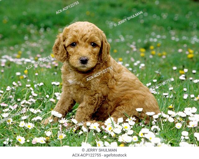 Labradoodle Puppy sitting in field of flowers