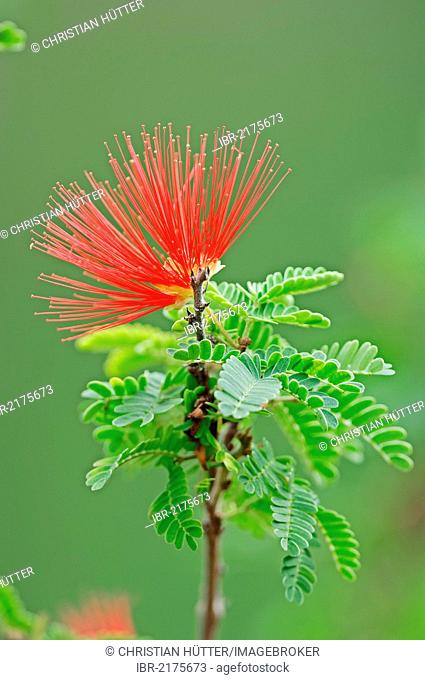 Powder puff plant or Fairy duster(Calliandra sp.), twig with flowers