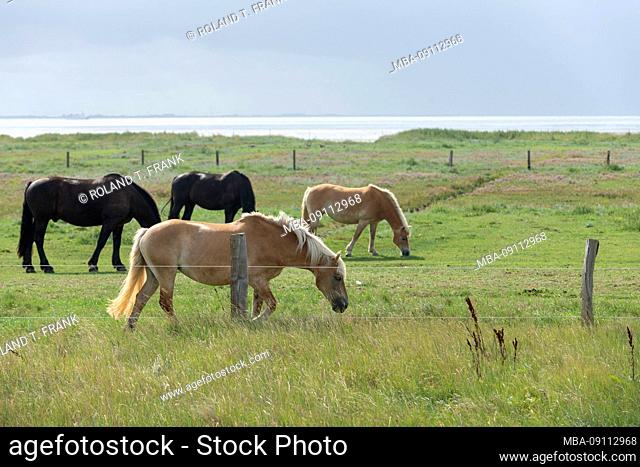 Germany, Lower Saxony, East Friesland, Juist, horses on the wadden side, the salt marshes, while eating