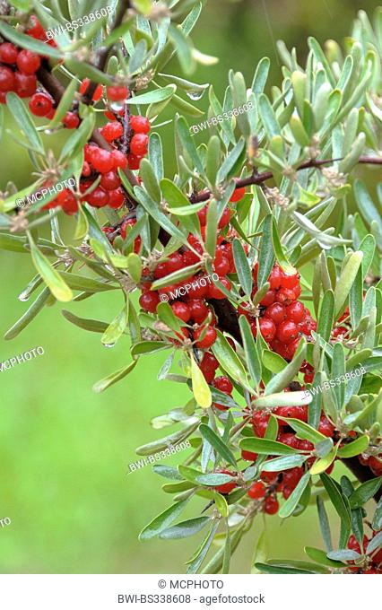 Silver buffaloberry, Bull berry, Thorny buffaloberry (Shepherdia argentea), branch with fruits, Germany