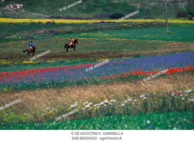 Horseback riding on the plateau of Castelluccio di Norcia, Monti Sibillini National Park, Umbria, Italy