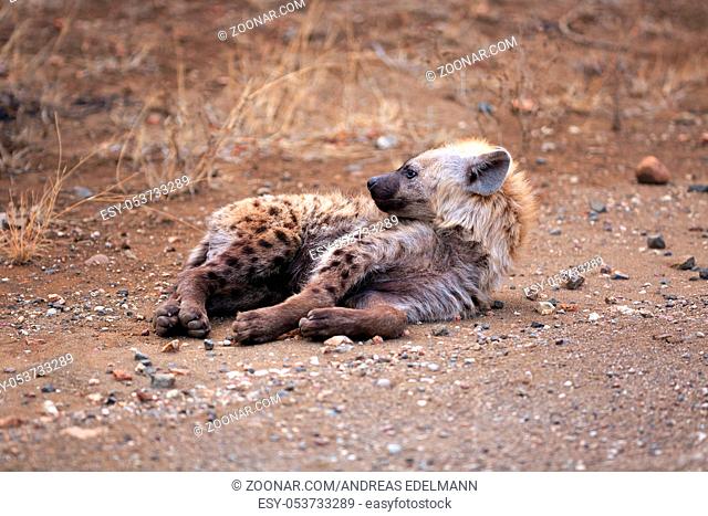 Junge Hyäne im Krüger Nationalpark in Südafrika