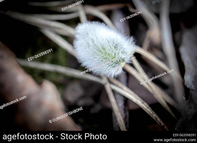 Beautiful willow fluffy bud fallen on forest ground covered with brown dry leaves and long pine needles