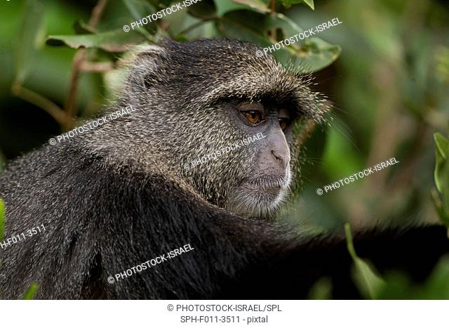 Blue monkey, or samango monkey, (Cercopithecus mitis) in a tree. This monkey lives in troops, deferring to a dominant male (seen here)