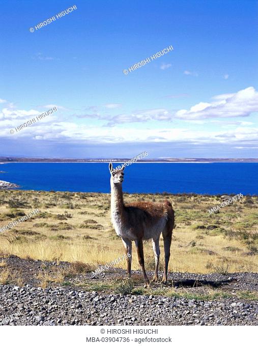 Chile, Patagonia, Torres Del Paine national-park, Guanako, llama guanacoe, South America, Latin America, destination, sight, nature, landscape
