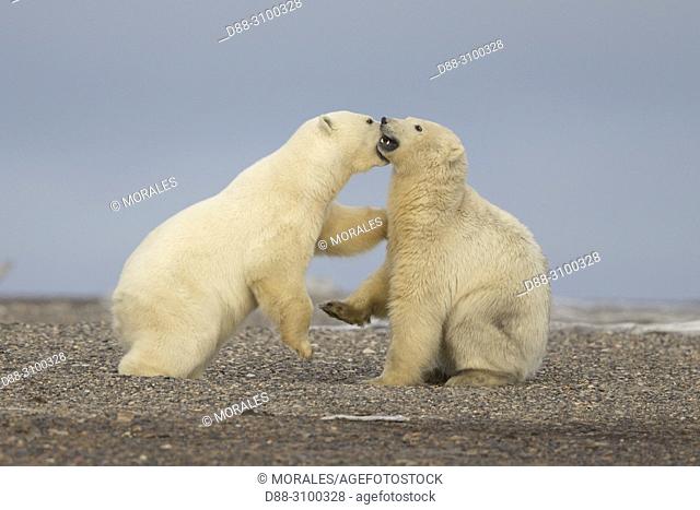United States, Alaska, Arctic National Wildlife Refuge Kaktovik, Polar Bear( Ursus maritimus ), two youngs meeting along a barrier island outside Kaktovik