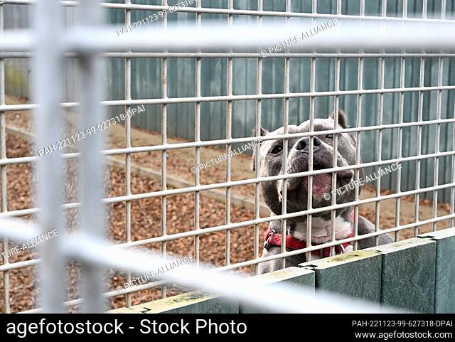 19 November 2022, Baden-Wuerttemberg, Stuttgart: A dog looks at visitors in an outdoor enclosure at the animal shelter in Stuttgart-Botnang