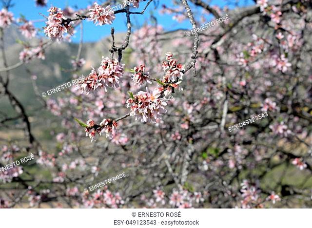 Blossoms on almond tree, Costa Blanca, Spain