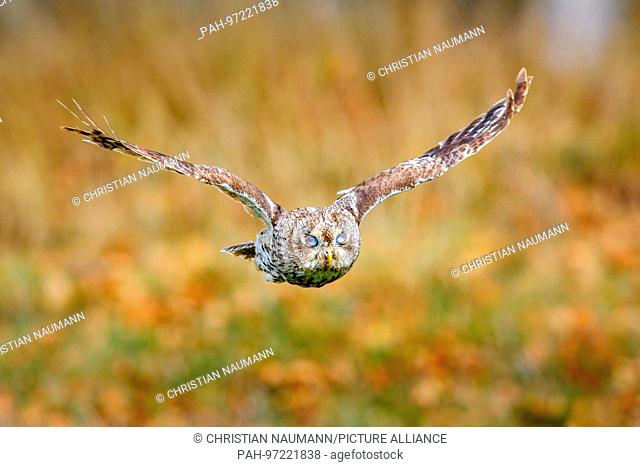 A Tawny Owl, bown Owl (Strix aluco) flies in autumn looking for prey. | usage worldwide