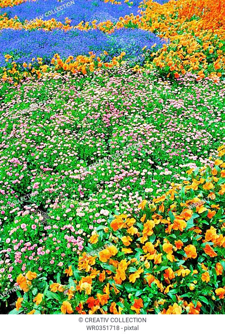 bed of flowers in different colours