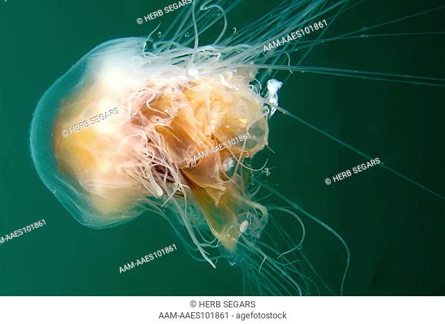 Lion's Mane Jellyfish, (Cyanea capillata) photographed in the water off New Jersey, USA