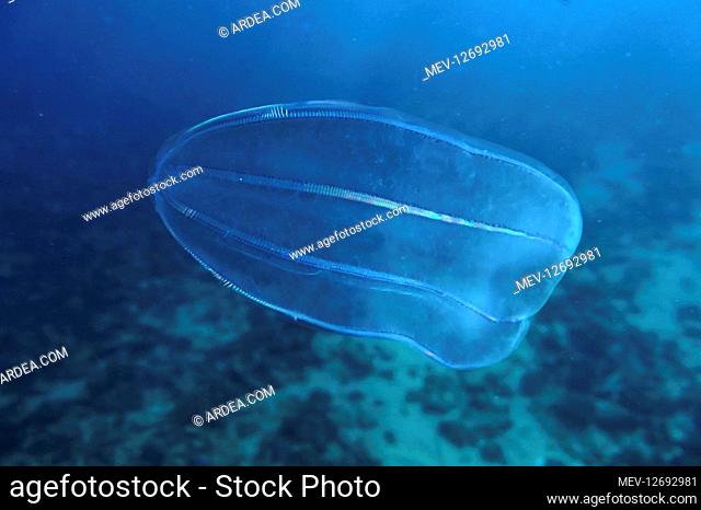 Comb jelly, Beroe ovata. Can grow to a total length of about 16 cm. The translucent body is pale blue or sometimes pale pink