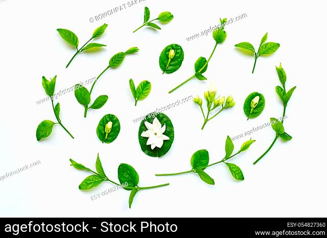 Jasmine flower and leaves on white background