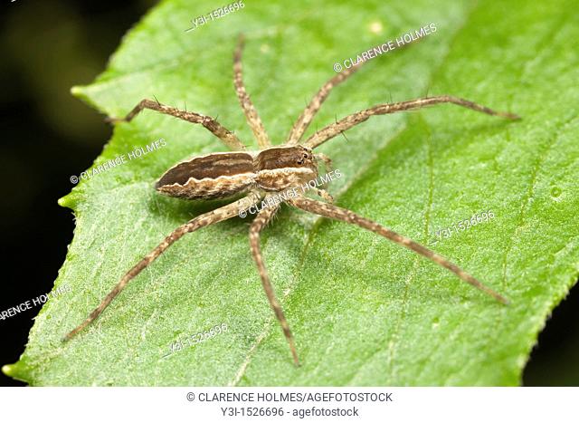 Nursery Web Spider Pisaurina mira, West Harrison, Westchester County, New York, USA