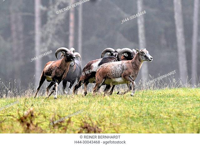 Mountain sheep, rut of the Mufflons, ruttish Arieses, horn-rimmed bearers, horns, muzzle spot, Mufflon, Mufflonbrunft, Mufflons, Mufflons in autumn