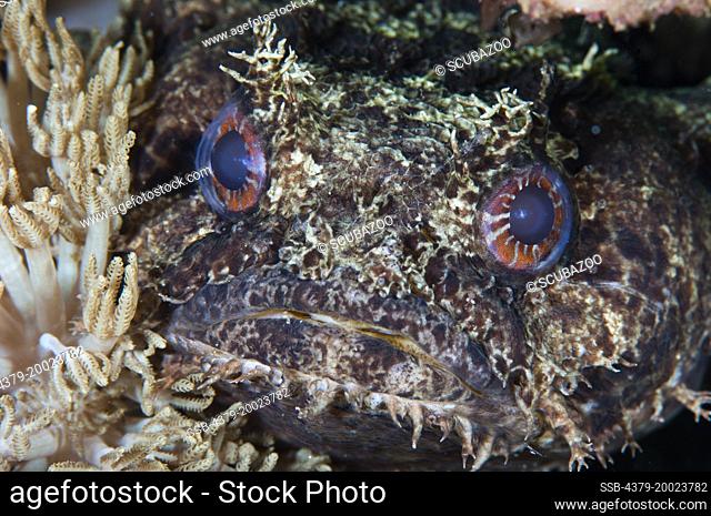 The head and eyes of a Red-Striped Toadfish, Tetraodon erythrotaenia, Taliabu Island, Sula Islands, Indonesia