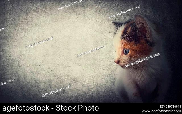 Side view close up portrait of an adorable kitten looking curious, isolated on a gray wall background with copy space for advertising