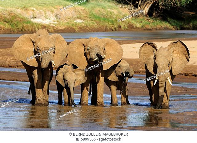 African Bush Elephant (Loxodonta africana) herd standing at the water's edge, Samburu National Reserve, Kenya, East Africa, Africa