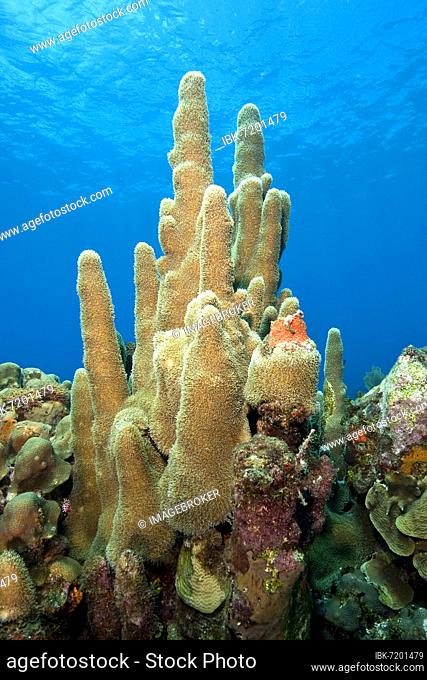 Pillar coral (Dendrogyra cylindrus) filters plankton from ocean currents with outstretched polyps, Caribbean, Dominican Republic, Central America