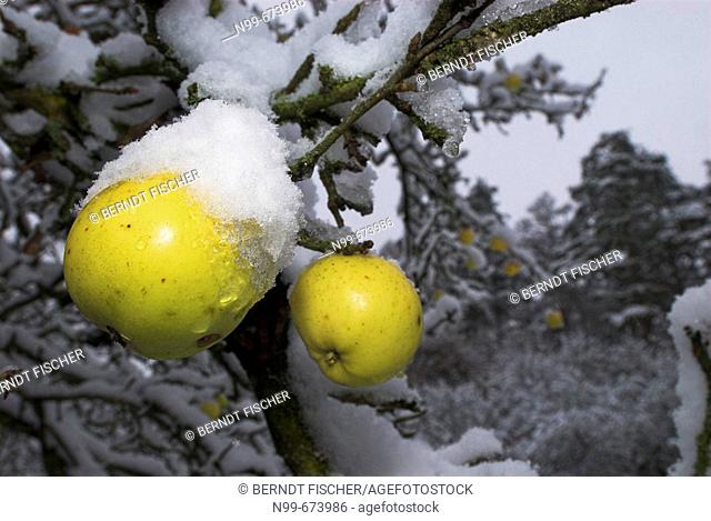 Snow-covered orchard, early snow in late autumn, onset of winter, snow-covered apple tree, yellow apples, traditional managed grassland with fruit trees