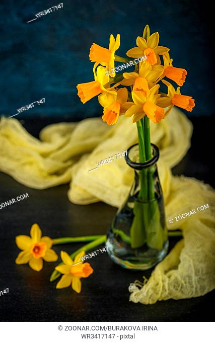 Bright spring yellow miniature daffodils in glass vases