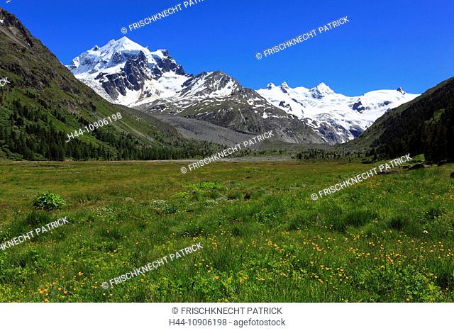 Alps, creek, brook, mountain, mountain panorama, mountain flowers, mountains, mountain flora, mountain spring, mountain panorama, Bernina, flower, flowers, ice